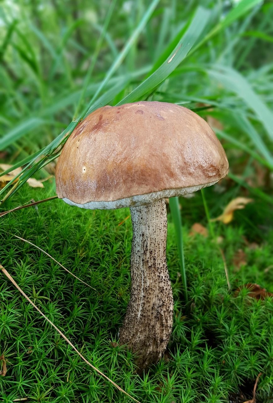 hakarl